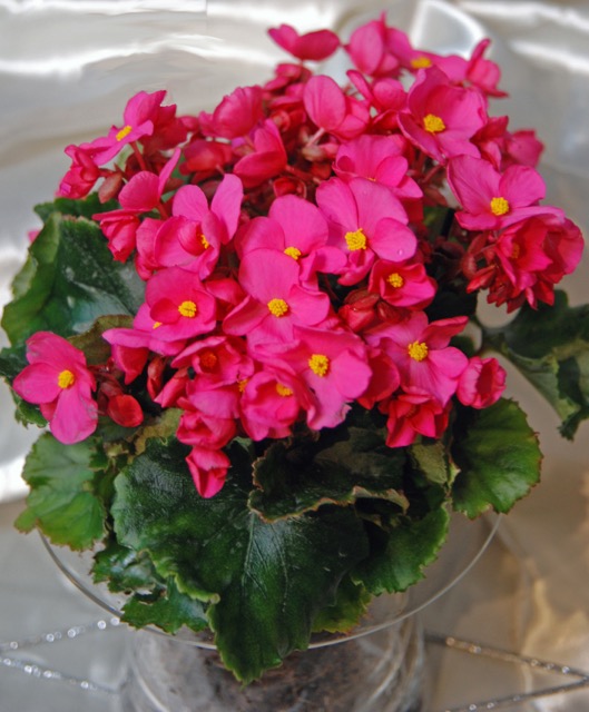 B. ‘Christmas Joy’